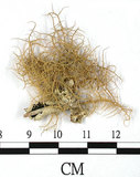 中文名:熱帶菘蘿(L00000882)學名:Usnea leucospilodea Nyl.(L00000882)