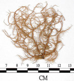 中文名:熱帶菘蘿(L00000883)學名:Usnea leucospilodea Nyl.(L00000883)