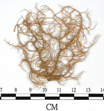 中文名:熱帶菘蘿(L00000883)學名:Usnea leucospilodea Nyl.(L00000883)