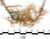 中文名:熱帶菘蘿(L00000884)學名:Usnea leucospilodea Nyl.(L00000884)