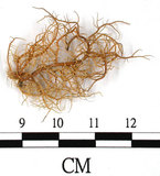 中文名:熱帶菘蘿(L00000885)學名:Usnea leucospilodea Nyl.(L00000885)