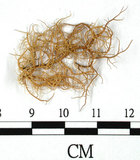 中文名:熱帶菘蘿(L00000885)學名:Usnea leucospilodea Nyl.(L00000885)