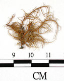 中文名:熱帶菘蘿(L00000886)學名:Usnea leucospilodea Nyl.(L00000886)