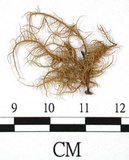 中文名:熱帶菘蘿(L00000886)學名:Usnea leucospilodea Nyl.(L00000886)