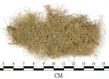 中文名:長枝菘蘿(L00000887)學名:Usnea longissima Ach.(L00000887)