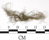 中文名:長枝菘蘿(L00000890)學名:Usnea longissima Ach.(L00000890)