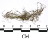 中文名:長枝菘蘿(L00000890)學名:Usnea longissima Ach.(L00000890)