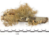 中文名:東方菘蘿(L00000891)學名:Usnea orientalis Motyka(L00000891)