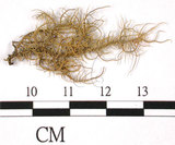 中文名:東方菘蘿(L00000893)學名:Usnea orientalis Motyka(L00000893)