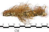 中文名:東方菘蘿(L00000894)學名:Usnea orientalis Motyka(L00000894)