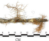 中文名:東方菘蘿(L00000896)學名:Usnea orientalis Motyka(L00000896)