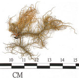 中文名:東方菘蘿(L00000897)學名:Usnea orientalis Motyka(L00000897)