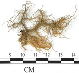 中文名:東方菘蘿(L00000897)學名:Usnea orientalis Motyka(L00000897)