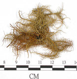 中文名:東方菘蘿(L00000900)學名:Usnea orientalis Motyka(L00000900)