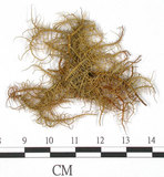 中文名:東方菘蘿(L00000900)學名:Usnea orientalis Motyka(L00000900)