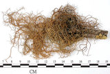 中文名:環基菘蘿(L00000903)學名:Usnea pangiana Stirt.(L00000903)