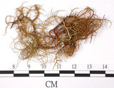 中文名:環基菘蘿(L00000904)學名:Usnea pangiana Stirt.(L00000904)