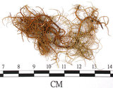 中文名:環基菘蘿(L00000904)學名:Usnea pangiana Stirt.(L00000904)