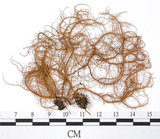 中文名:紅皮菘蘿(L00000906)學名:Usnea rubescens Stirt.(L00000906)