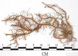 中文名:菘蘿屬(L00000907)學名:Usnea subchalybaea Zahlbr.(L00000907)