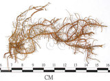 中文名:菘蘿屬(L00000907)學名:Usnea subchalybaea Zahlbr.(L00000907)