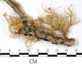 中文名:波菘蘿(L00000908)學名:Usnea undulata Stirt.(L00000908)