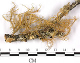 中文名:波菘蘿(L00000908)學名:Usnea undulata Stirt.(L00000908)