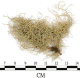 中文名:菘蘿屬(L00001178)學名:Usnea(L00001178)