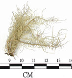 中文名:菘蘿屬(L00001200)學名:Usnea(L00001200)