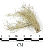 中文名:菘蘿屬(L00001200)學名:Usnea(L00001200)