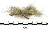 中文名:菘蘿屬(L00001202)學名:Usnea(L00001202)