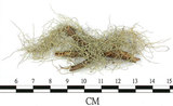 中文名:菘蘿屬(L00001202)學名:Usnea(L00001202)