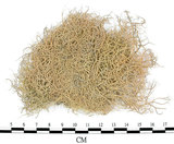 中文名:菘蘿屬(L00001209)學名:Usnea(L00001209)