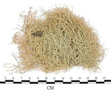 中文名:菘蘿屬(L00001209)學名:Usnea(L00001209)