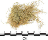 中文名:菘蘿屬(L00001254)學名:Usnea(L00001254)