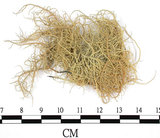 中文名:菘蘿屬(L00001254)學名:Usnea(L00001254)