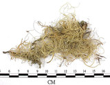 中文名:菘蘿屬(L00001256)學名:Usnea(L00001256)