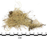 中文名:菘蘿屬(L00001256)學名:Usnea(L00001256)