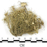 中文名:菘蘿屬(L00001323)學名:Usnea(L00001323)