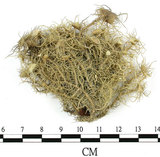 中文名:菘蘿屬(L00001323)學名:Usnea(L00001323)