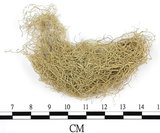 中文名:菘蘿屬(L00001331)學名:Usnea(L00001331)