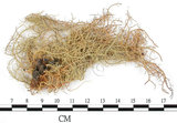 中文名:菘蘿屬(L00001395)學名:Usnea(L00001395)