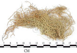 中文名:菘蘿屬(L00001395)學名:Usnea(L00001395)