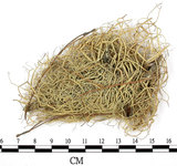 中文名:菘蘿屬(L00001400)學名:Usnea(L00001400)