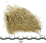 中文名:菘蘿屬(L00001400)學名:Usnea(L00001400)