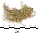 中文名:菘蘿屬(L00001402)學名:Usnea(L00001402)