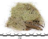 中文名:菘蘿屬(L00001434)學名:Usnea(L00001434)