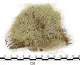 中文名:菘蘿屬(L00001434)學名:Usnea(L00001434)