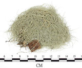 中文名:菘蘿屬(L00001451)學名:Usnea(L00001451)