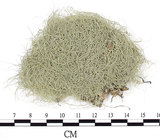 中文名:菘蘿屬(L00001451)學名:Usnea(L00001451)